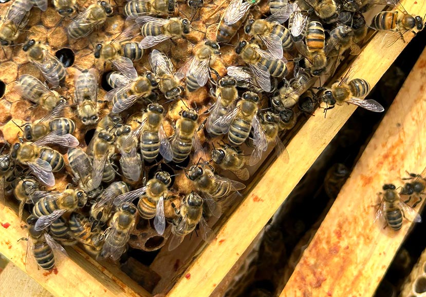 Granleja Single Hive Origin Raw Honey - artisan produced Natural Raw Honey from Southport, Merseyside UK