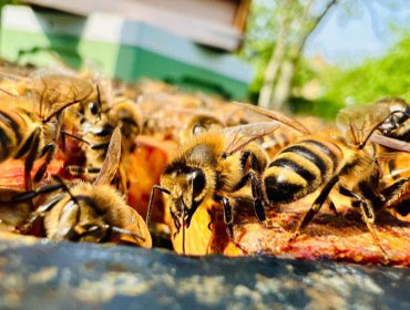 Granleja Raw Honey Produced in Southport England UK