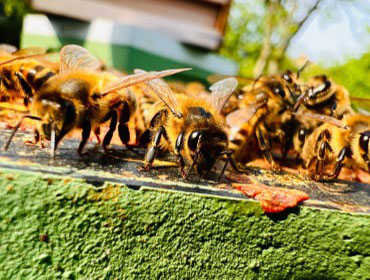 Granleja Raw Honey Produced in Southport England UK
