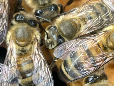 Granleja Raw Honey Produced in Southport England UK