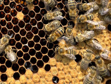 Granleja Raw Honey Produced in Southport England UK