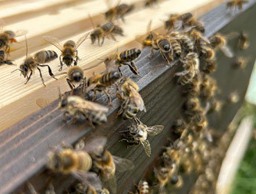 Granleja Raw Honey Produced in Southport England UK
