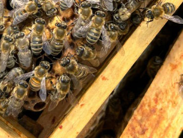 Granleja Raw Honey Produced in Southport England UK