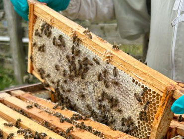 Granleja Raw Honey Produced in Southport England UK